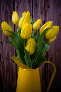 yellow tulips in a yellow vase